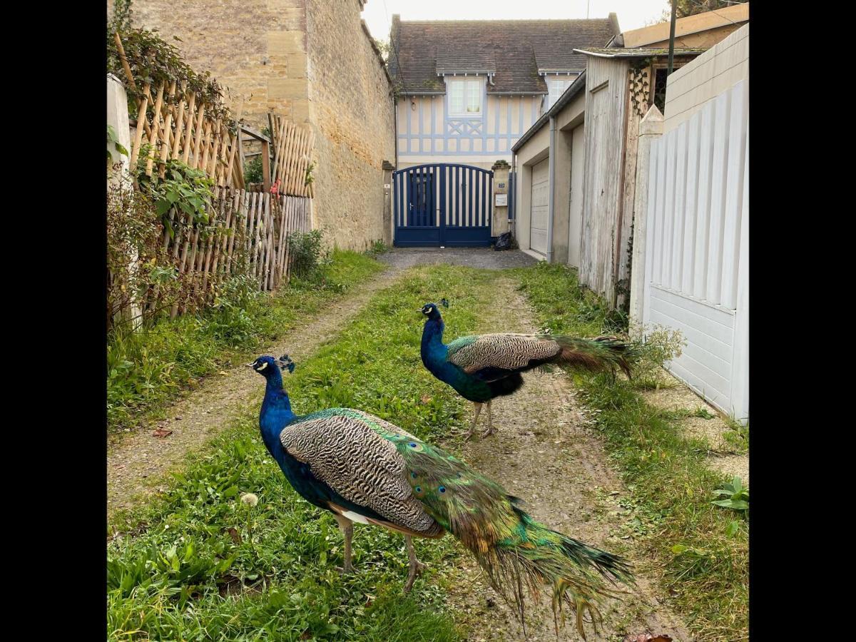 Balaena - Maison Avec Jardin Proche Plage Luc-sur-Mer Buitenkant foto